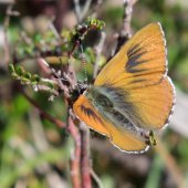 Spotted Trident Blue butterfly Cyprotides maculosus credit: Michael F Braby