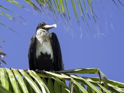Wildlife bird frigatebird, credit parks australia.