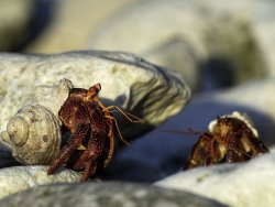 Wildlife crab hermit crab, credit parks australia.