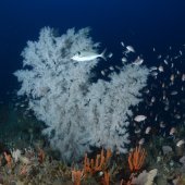 South-east Marine Parks Network Management Plan consultation