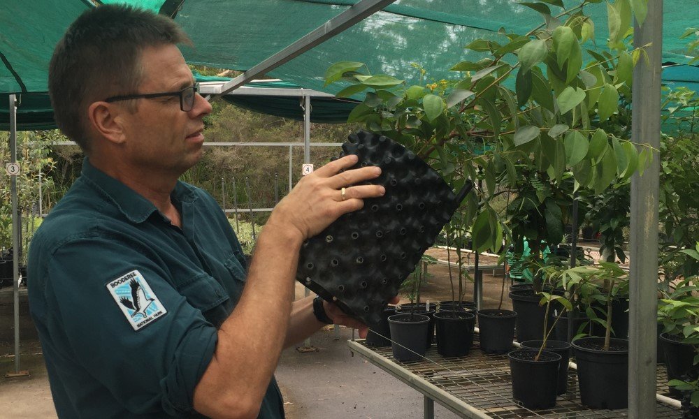 Recently-retired Booderee National Park Botanic collections officer Stig Pedersen with propagated scrub turpentine trees