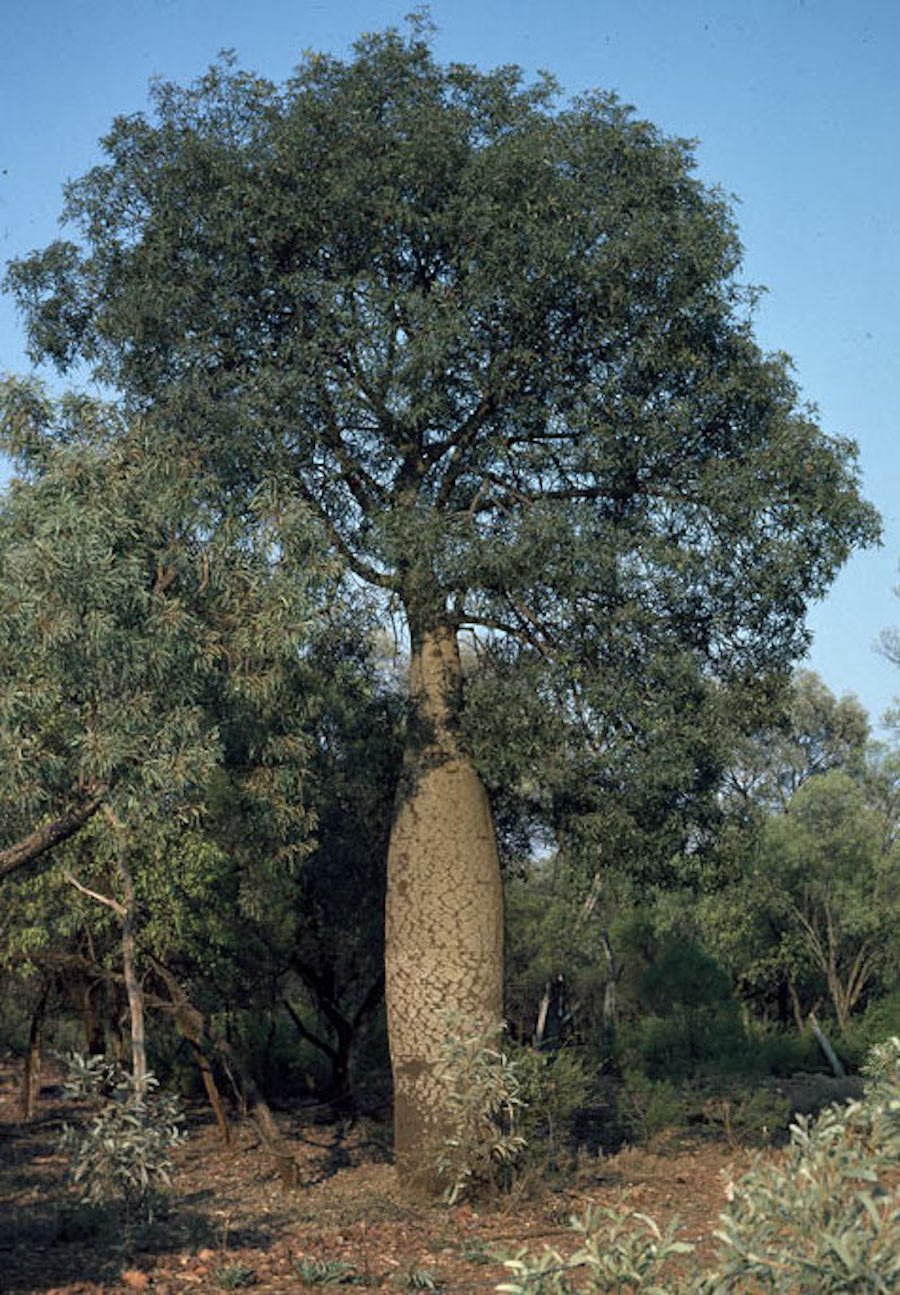 Brachychiton rupestris collects water in its trunk and was used to access water during dry times.