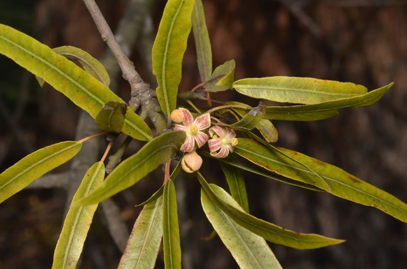 Brachychiton rupestris can be viewed on the Indigenous Plant Use Trail at ANBG