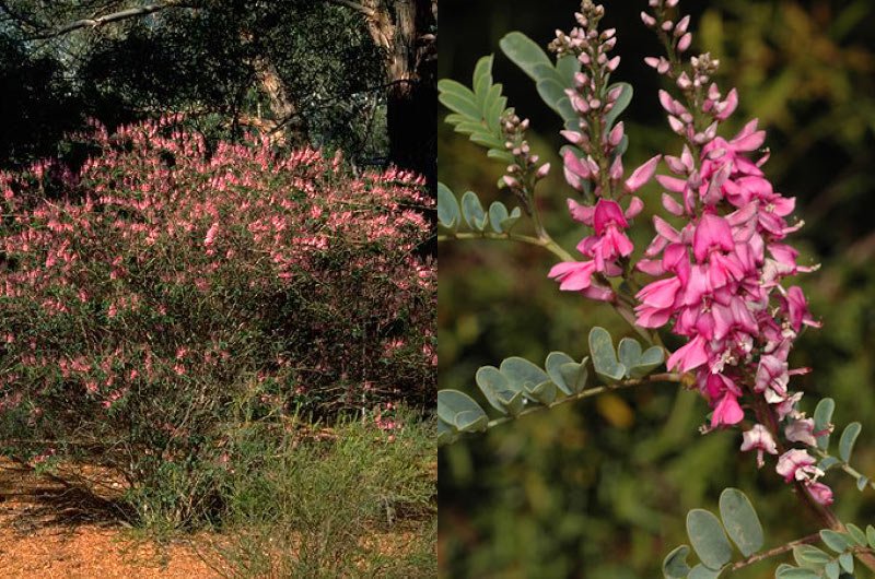Indigofera australis can be seen on the Indigenous Plant Use Trail