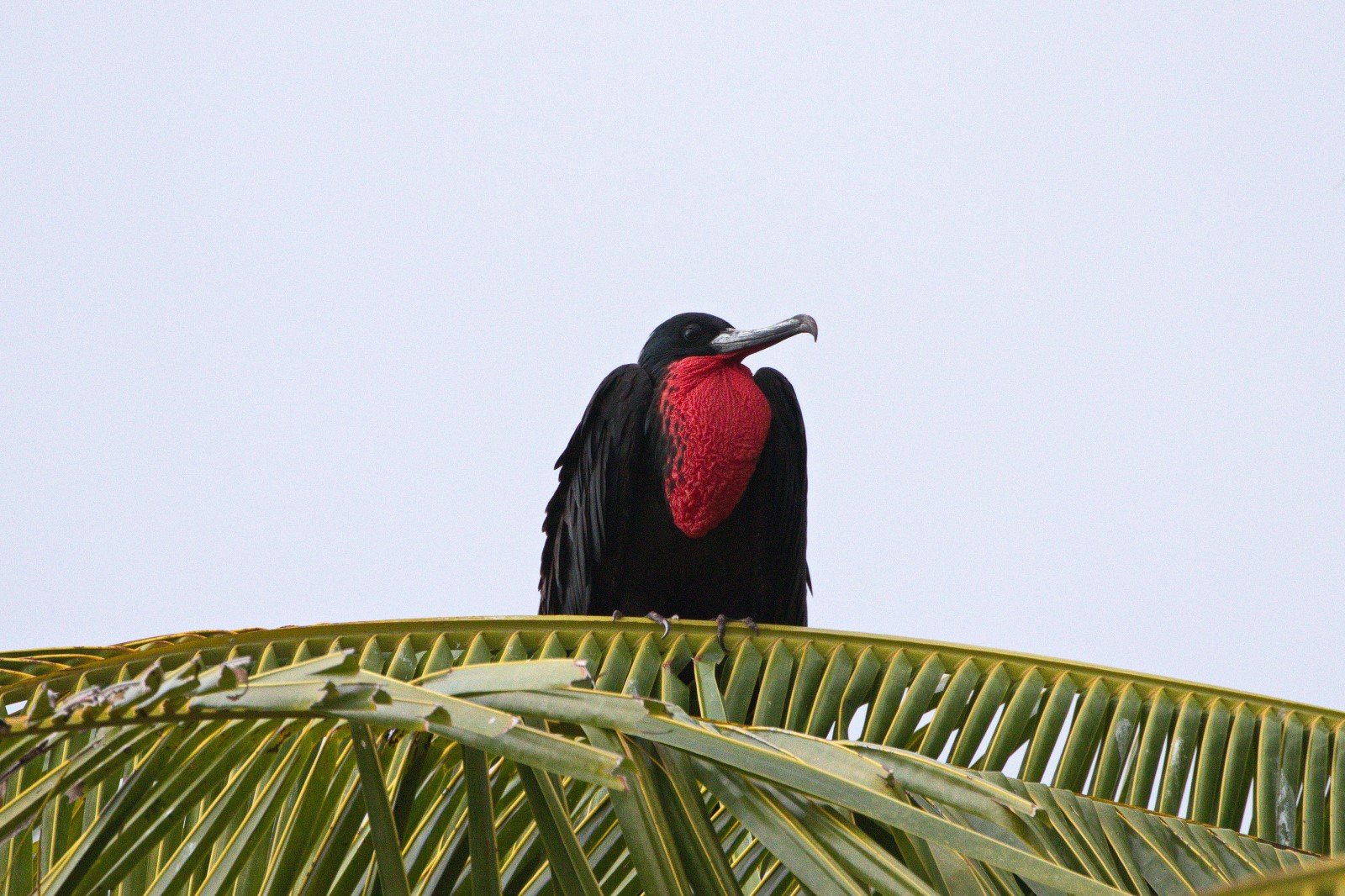 Greater frigatebird with a red throat and chest perched on a palm