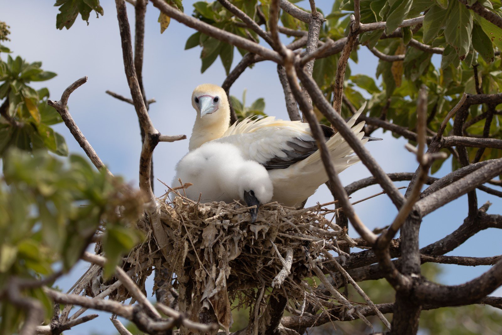 White seabirds on nest