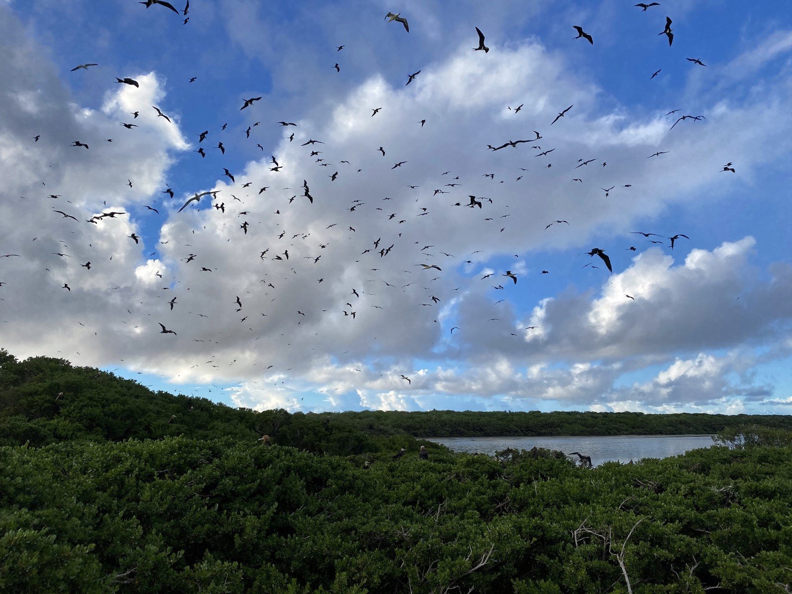 Frigatebirds, boobies and other seabirds soar overhead at Pulu Keeling