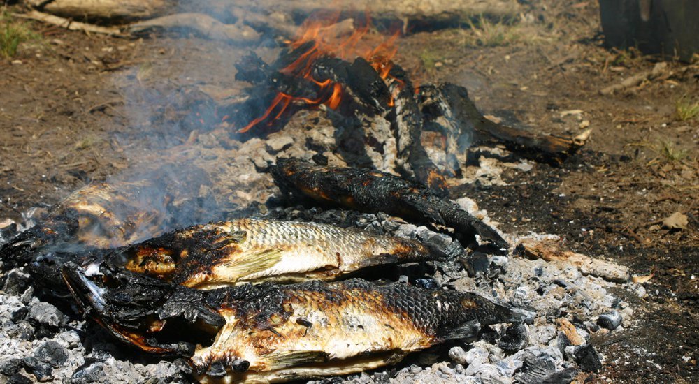 Two roasted barramundi sitting on hot coals in front of an open fire