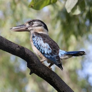 Blue-winged kookaburra. Photo: Luke Paterson