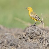 Yellow Chat. Photo: Laurie Ross