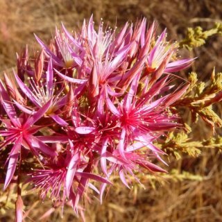 Calytrix exstipulata, Turkey bush