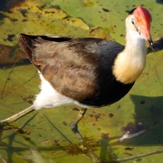 Comb-crested jacana. Photo: Jon Connell