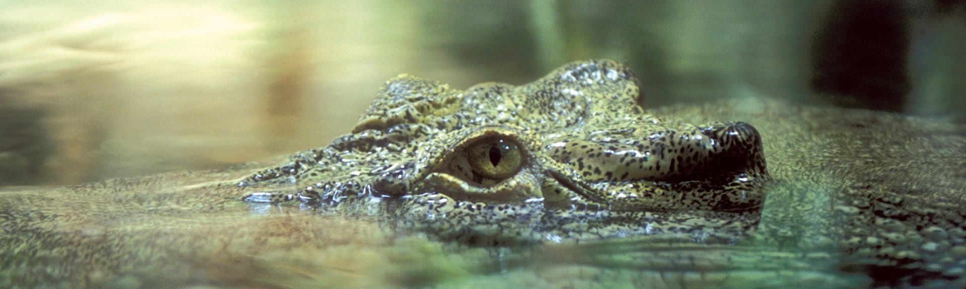 Croc spotting | Kakadu National Park