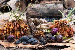 Bush foods from the stone country