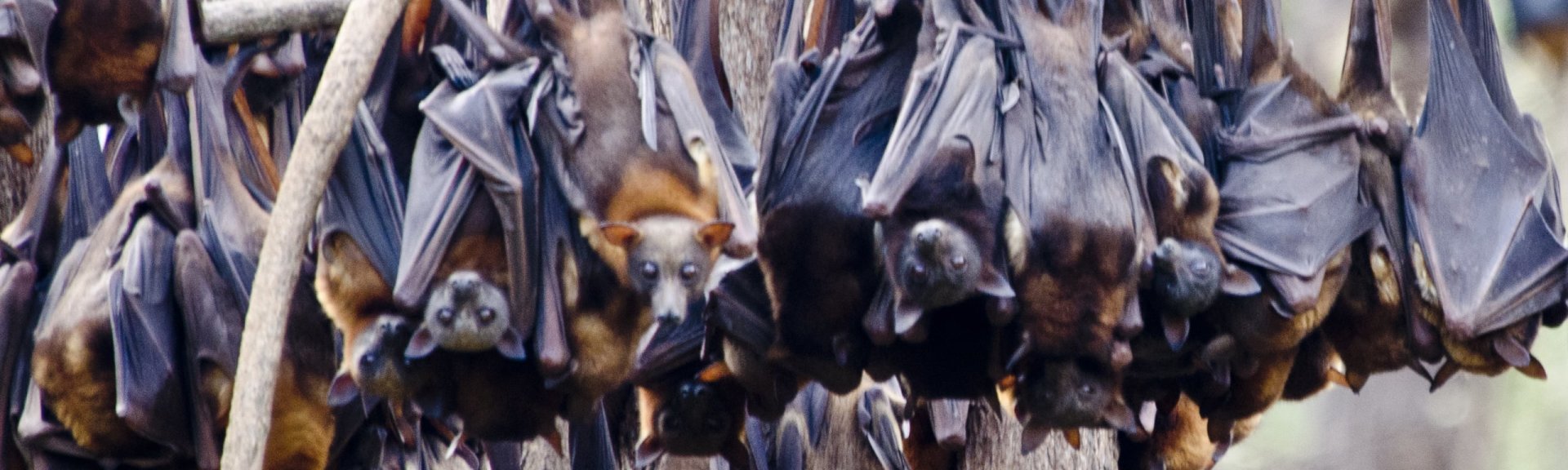Little red flying foxes hanging out. [Photo](https://flic.kr/p/kMKB4c): [Paislie Hadley](https://www.flickr.com/photos/119661606@N06/) / [CC BY-NC 2.0](https://creativecommons.org/licenses/by-nc/2.0/)
