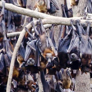 Little red flying foxes hanging out. Photo: Paislie Hadley / CC BY-NC 2.0