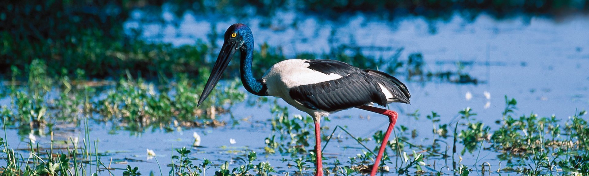 Black-necked stork. Photo: Steph Miechel, Tourism NT