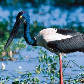 Black-necked stork. Photo: Steph Miechel, Tourism NT