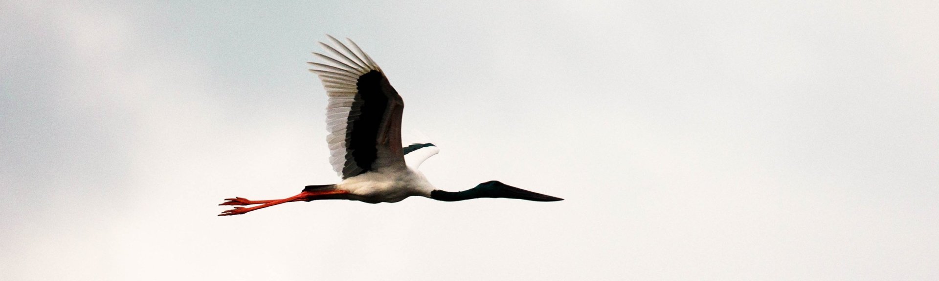 Jabiru in flight. Photo: Northern Pictures