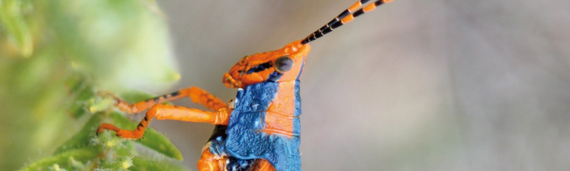 Leichhardt's grasshopper