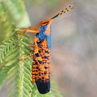 Leichhardt's grasshopper