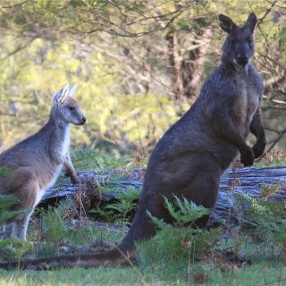 Common wallaroo. Photo: Peter Firminger / CC BY 2.0