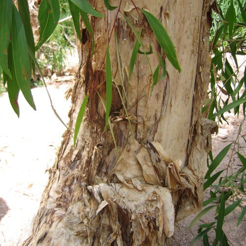 paperbark-tree-kakadu-national-park