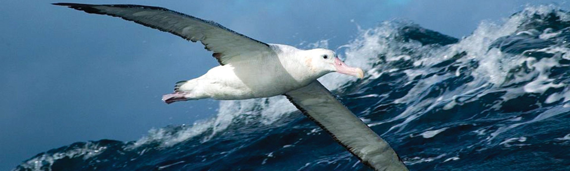 Albatross. Photo by Mike Double