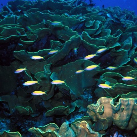 Anthia fish and cabbage patch coral in the waters of Cocos Keeling Island. Credit: Robert Thorn