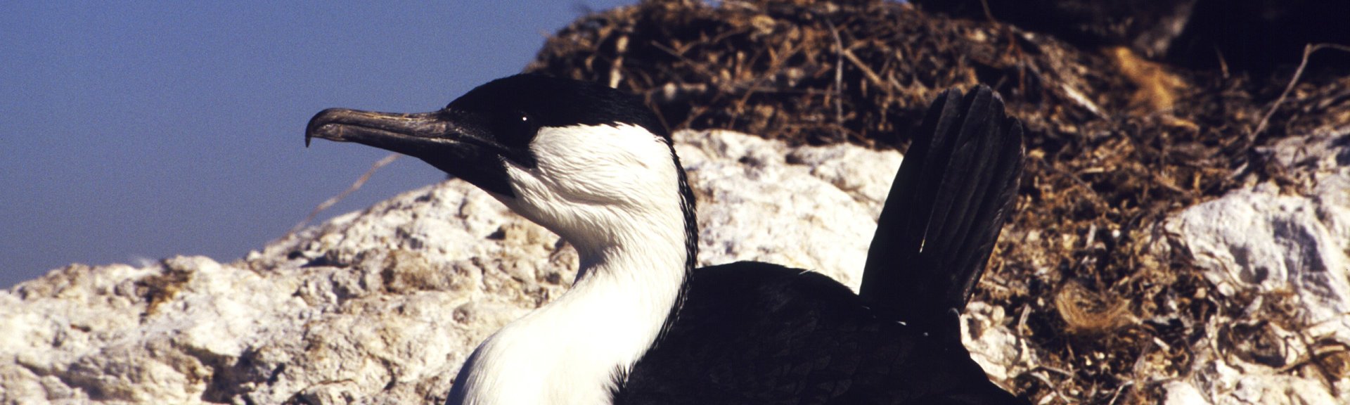 Black-faced cormorant, nesting. Photo from Brian Furby Collection