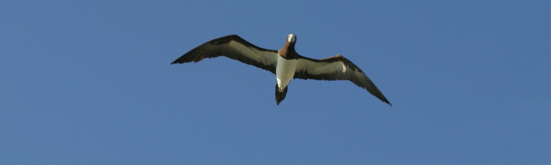 An adult brown booby in flight