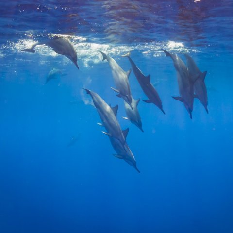 Dolphins diving. Photo: [Wondrous World Images](https://www.wondrousworldimages.com.au/)
