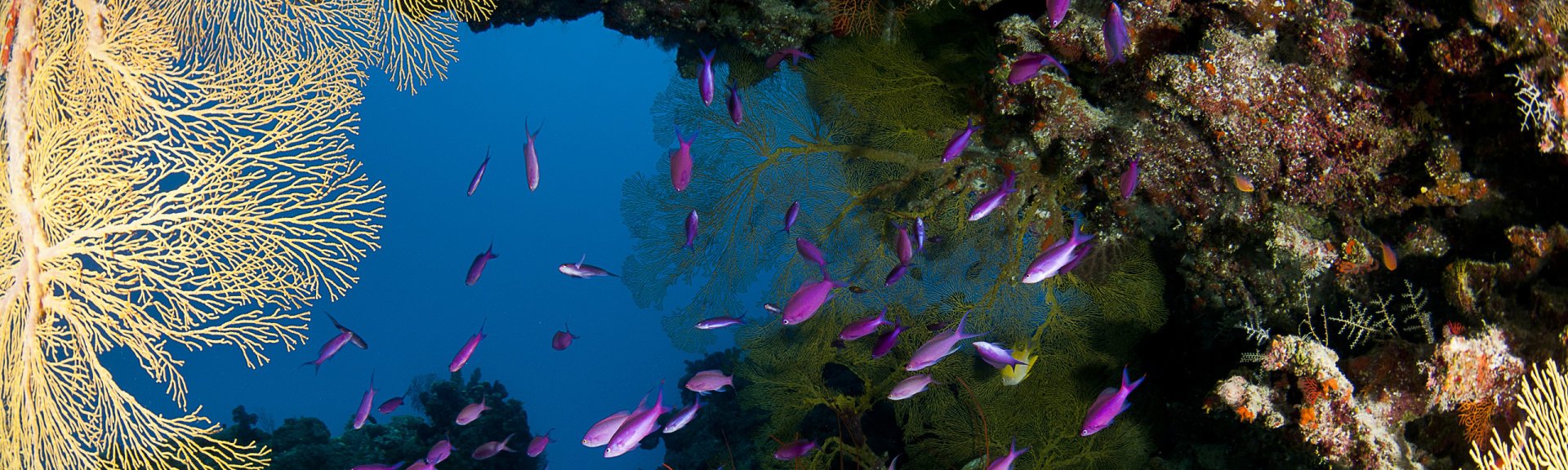 Colourful coral garden. Photographer: Allyazza.