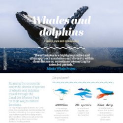 Whales and dolphins