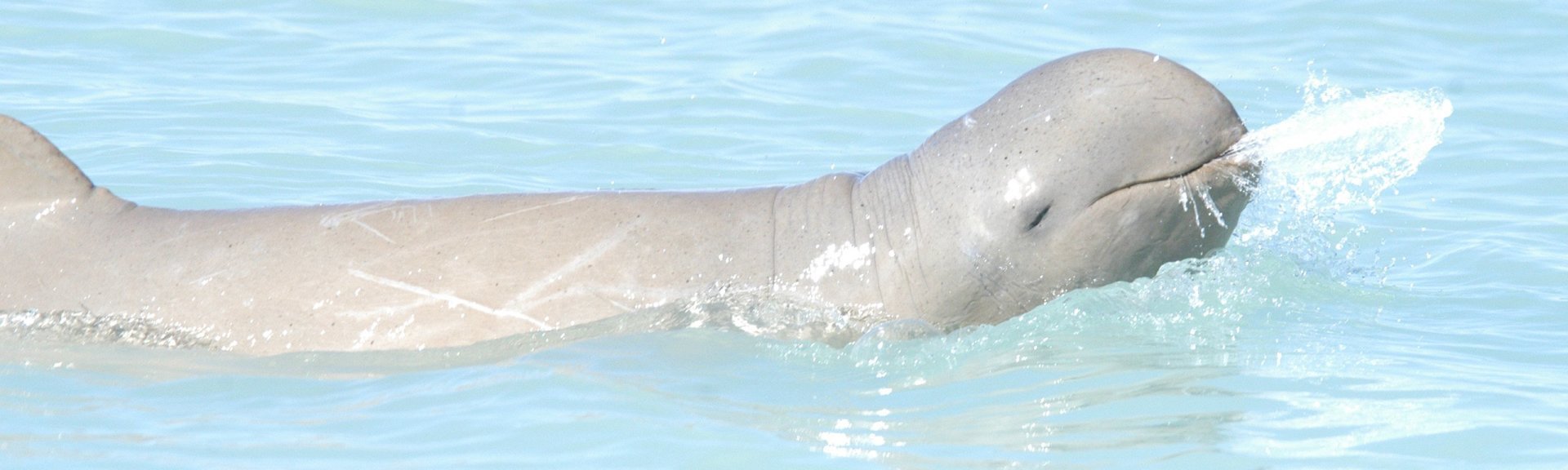 An Australian snubfin dolphin