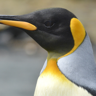 Penguin Eric Woehler