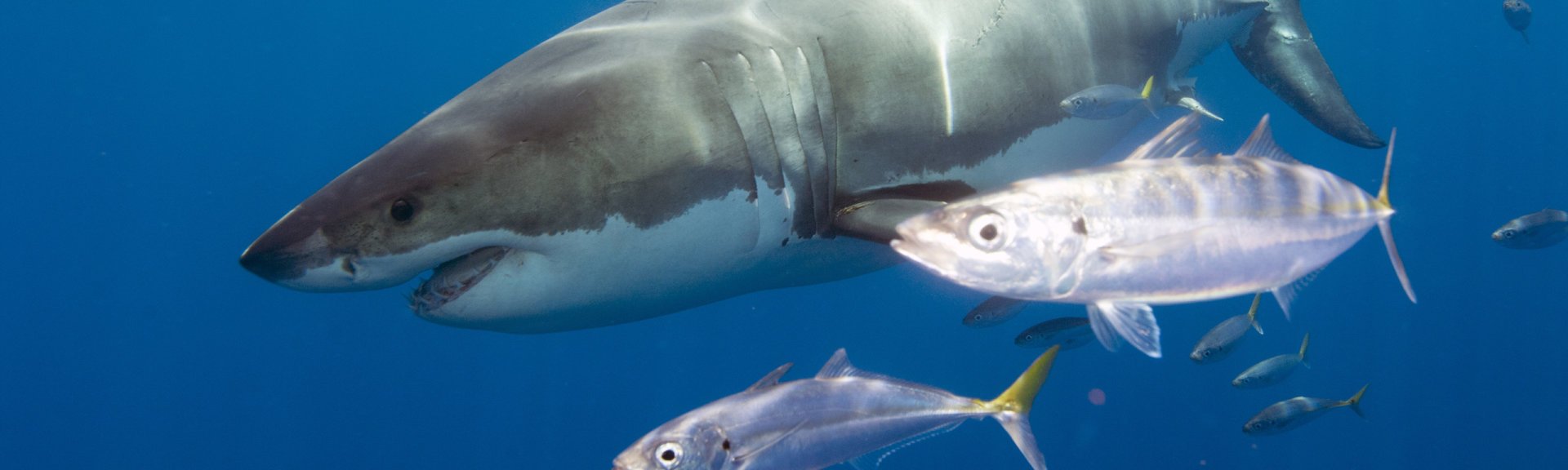 White shark swimming alongside a school of Pacific Jack mackerel