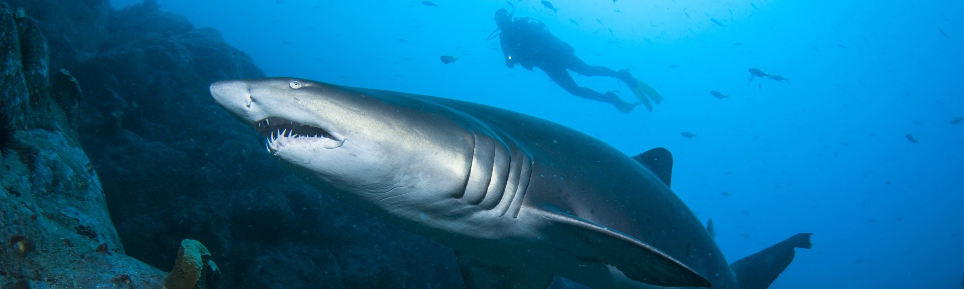 Grey nurse shark and diver. Photo by Nigel Marsh