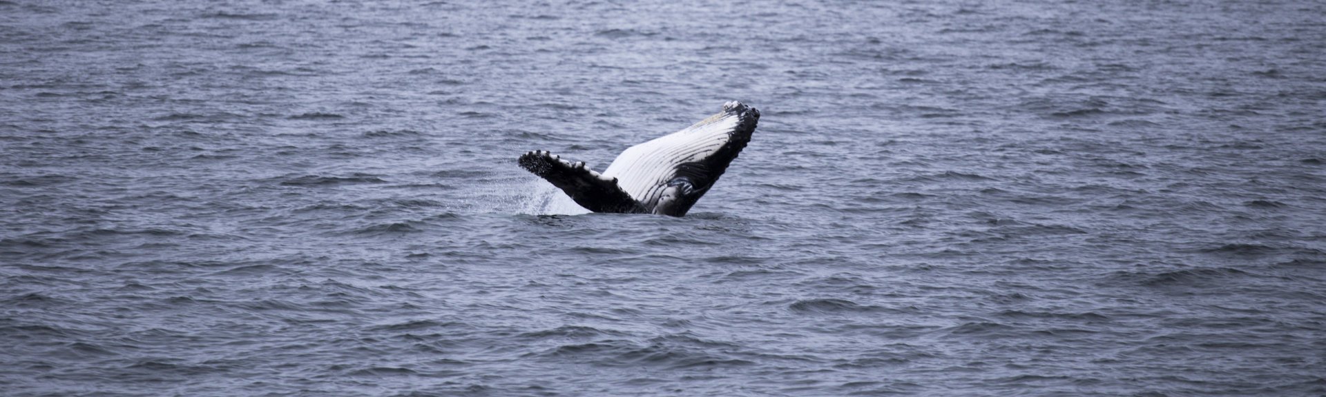 A humpback whale, breaching. Photo by Leanne Chow