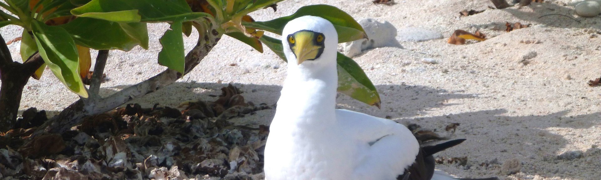 Masked booby on Southern Cay (one of the Magdelaine Cays in the Coral Sea Commonwealth Marine Park)