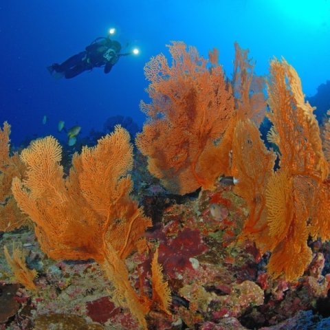 Take a deep breath and plunge into the waters off Christmas Island