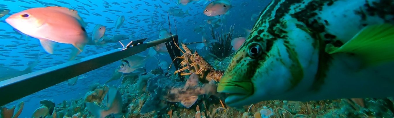 A striped trumpeter (front right: Latris lineata) and a barber perch (front left: Caesioperca lepidoptera) photobombing a baited remote underwater stereo video system in the Tasman Fracture Marine Park. Credit: IMAS