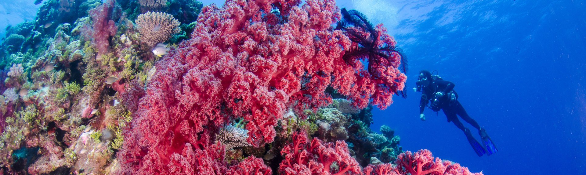 Pink Coral and diver. Photo by Howard Wormsley, copyright Mike Ball Dive Expeditions.