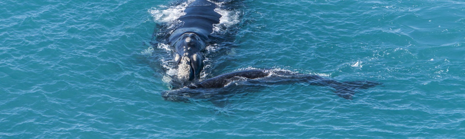 Southern right whale with calf
