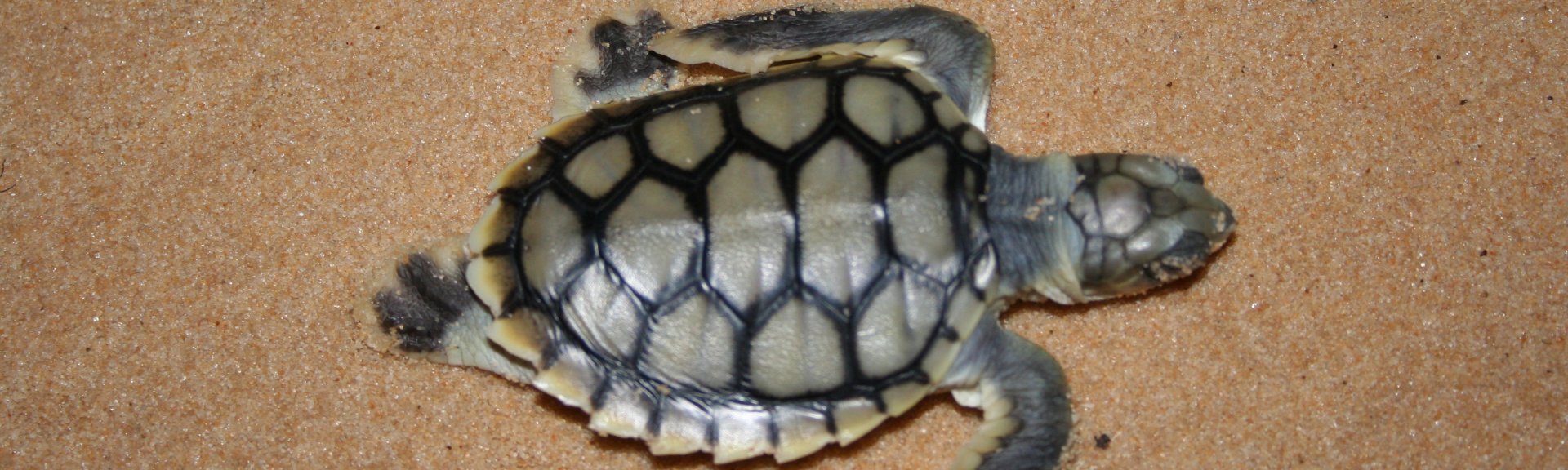 Flatback turtle