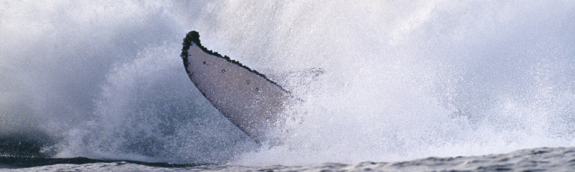 Humpback whale, splashing