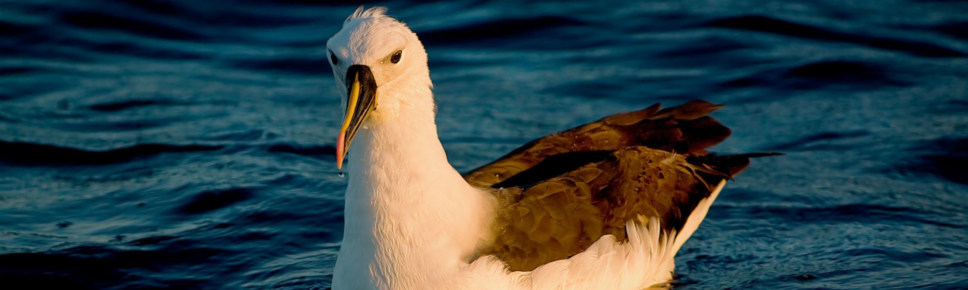 Yellow-nosed albatross