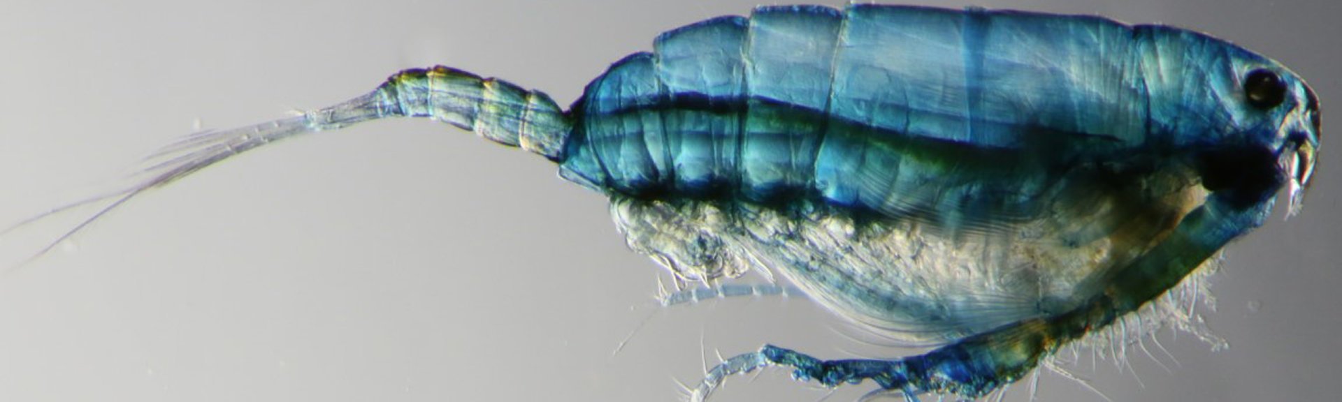 Zooplankton copepod. Photo by Julian Uribe-Palomino