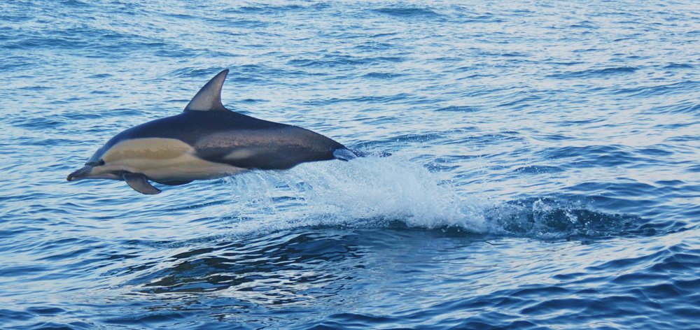 A Common Dolphin jumping out of the water