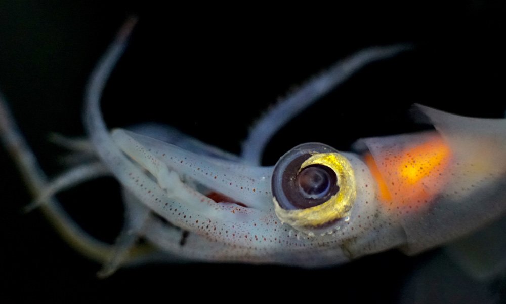 Little squid Abraliopsis